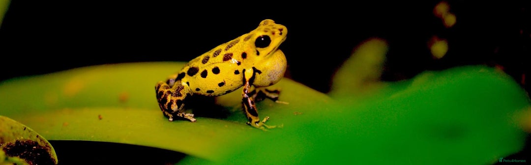 Frog reptiles for sale: Poison arrow frogs - fantastic frogs uk  - Image 12
