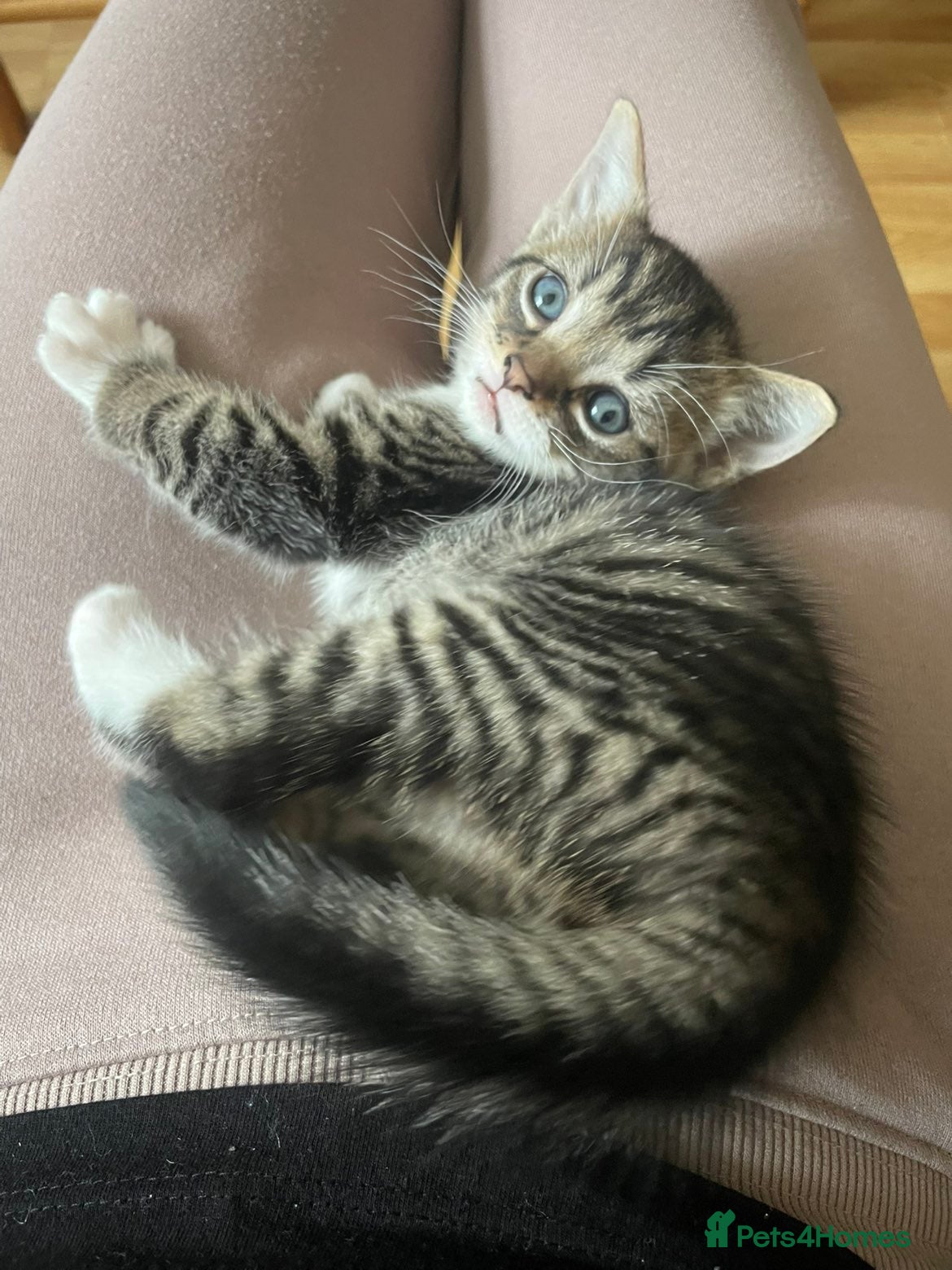 Mixed Breed cats for sale: Sweet kitty for sale 🩷🩷🩷 - Advert 11