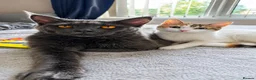 Mixed Breed cats for sale: Half Maine coon kittens - Advert 1