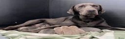 Labrador Retriever dogs for sale: Perfect health tested Silver & Charcoals  - Advert 11