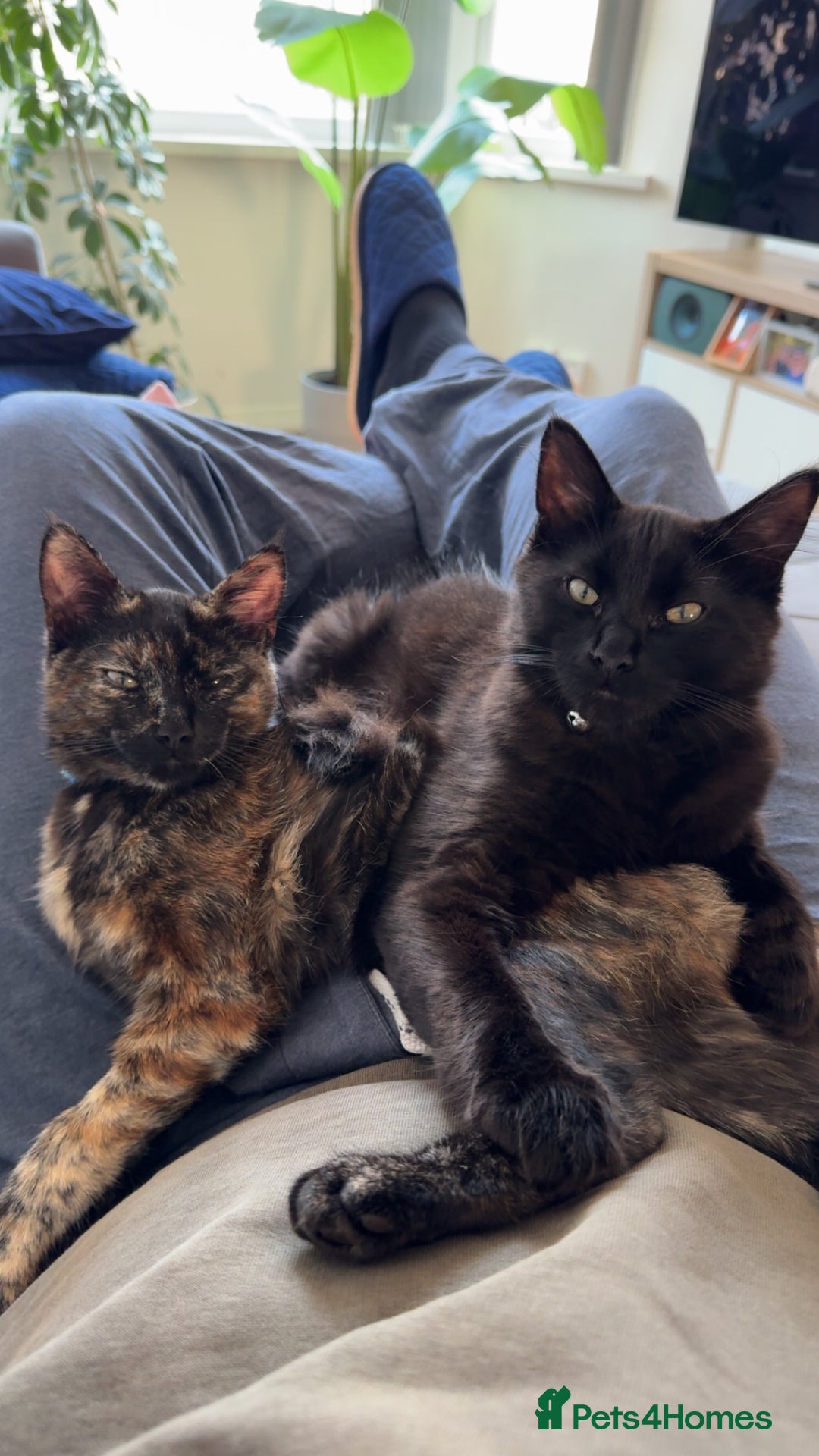 Mixed Breed cats for sale: 7 month old brother & sister looking for new home - Advert 30