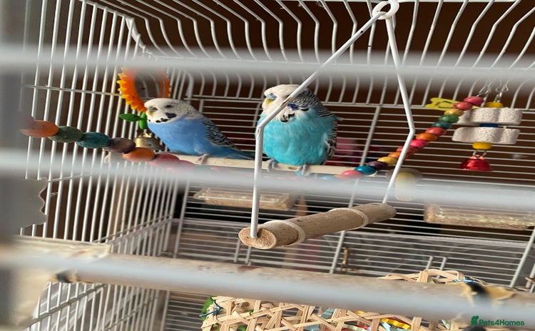 Budgerigars birds - Advert 1