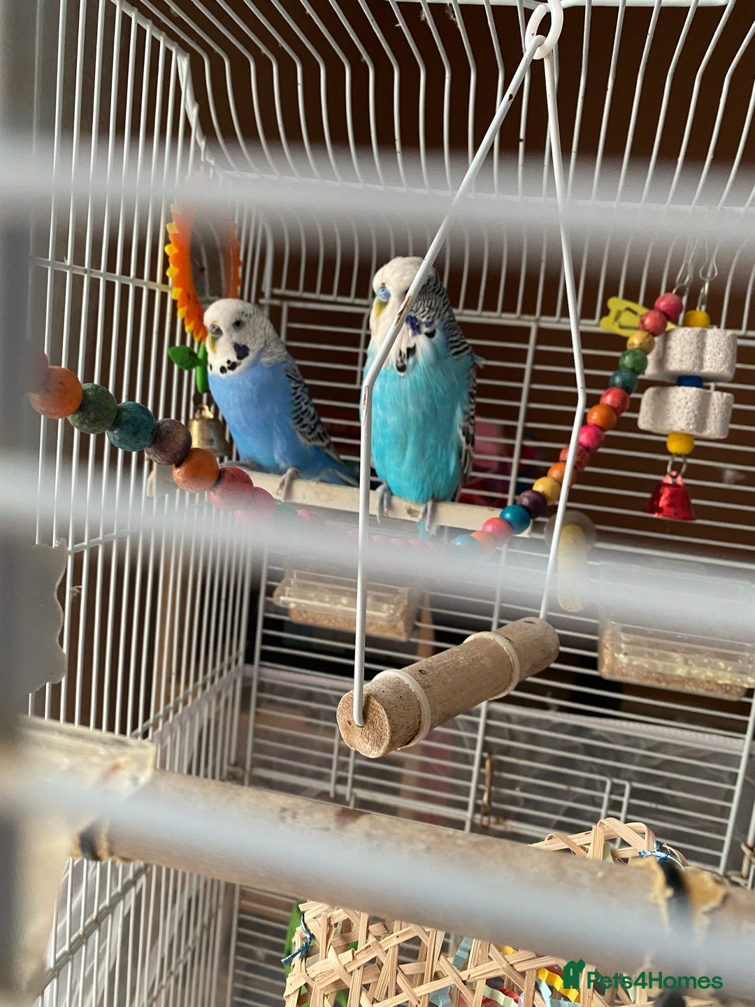 Budgerigars birds for sale: Budgies & cage - Image 1