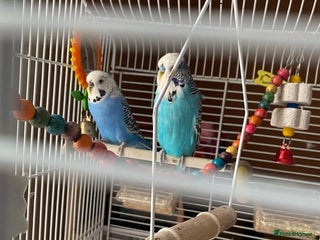 Budgerigars birds - Advert 4