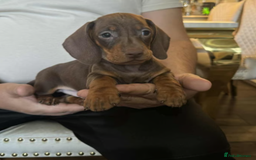 Miniature Dachshund dogs for sale: Adorable Mini Dachshund Puppies for Loving Homes - Image 6