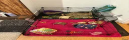 Guinea Pig rodents for sale: 3 guinea pigs  in Widnes - Advert 4