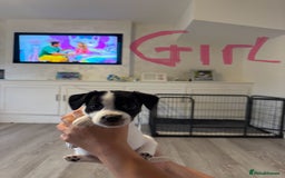 Jack Russell dogs for sale: Tri colour Jack Russell pups  - Image 4