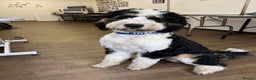 Bernese Mountain Dog dogs for stud: Tri F1 Bernedoodle for Stud in Whitley Bay - Advert 1