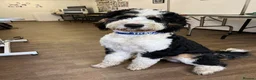 Bernese Mountain Dog dogs for stud: Tri F1 Bernedoodle for Stud in Whitley Bay - Advert 1