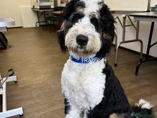 Bernese Mountain Dog dogs Tri F1 Bernedoodle for Stud in Whitley Bay - Advert 7