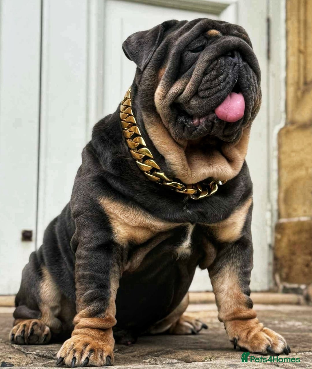 English Bulldog dogs for stud: REGGIE ( MAIN MAN KNUCKLES ) - Advert 2