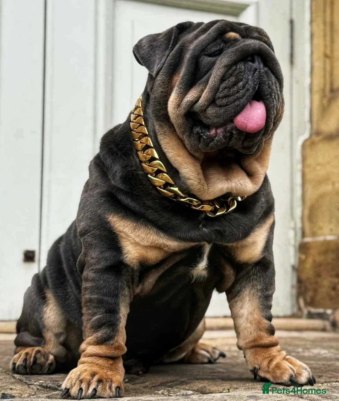 English Bulldog dogs for stud: REGGIE ( MAIN MAN KNUCKLES ) - Advert 4