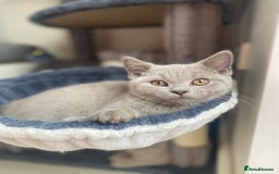 British Shorthair cats for sale: 🐾 TOP QUALLITY LILAC BSH reg GCCF purebred 🐾 - Image 16