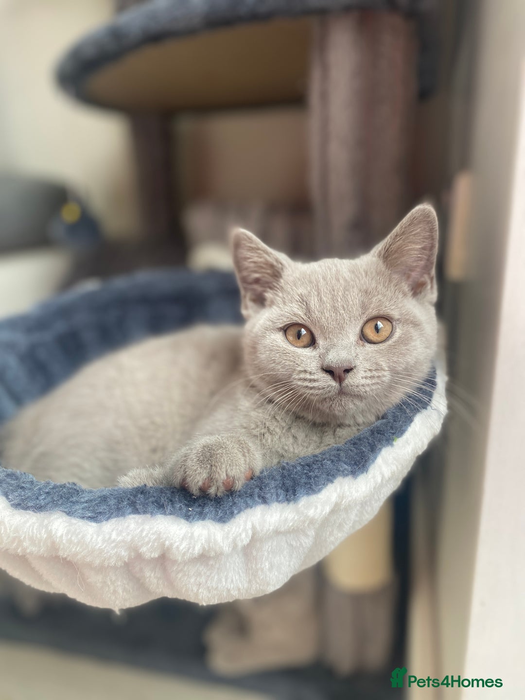 British Shorthair cats for sale: 🐾 TOP QUALLITY LILAC BSH reg GCCF purebred 🐾 - Image 16