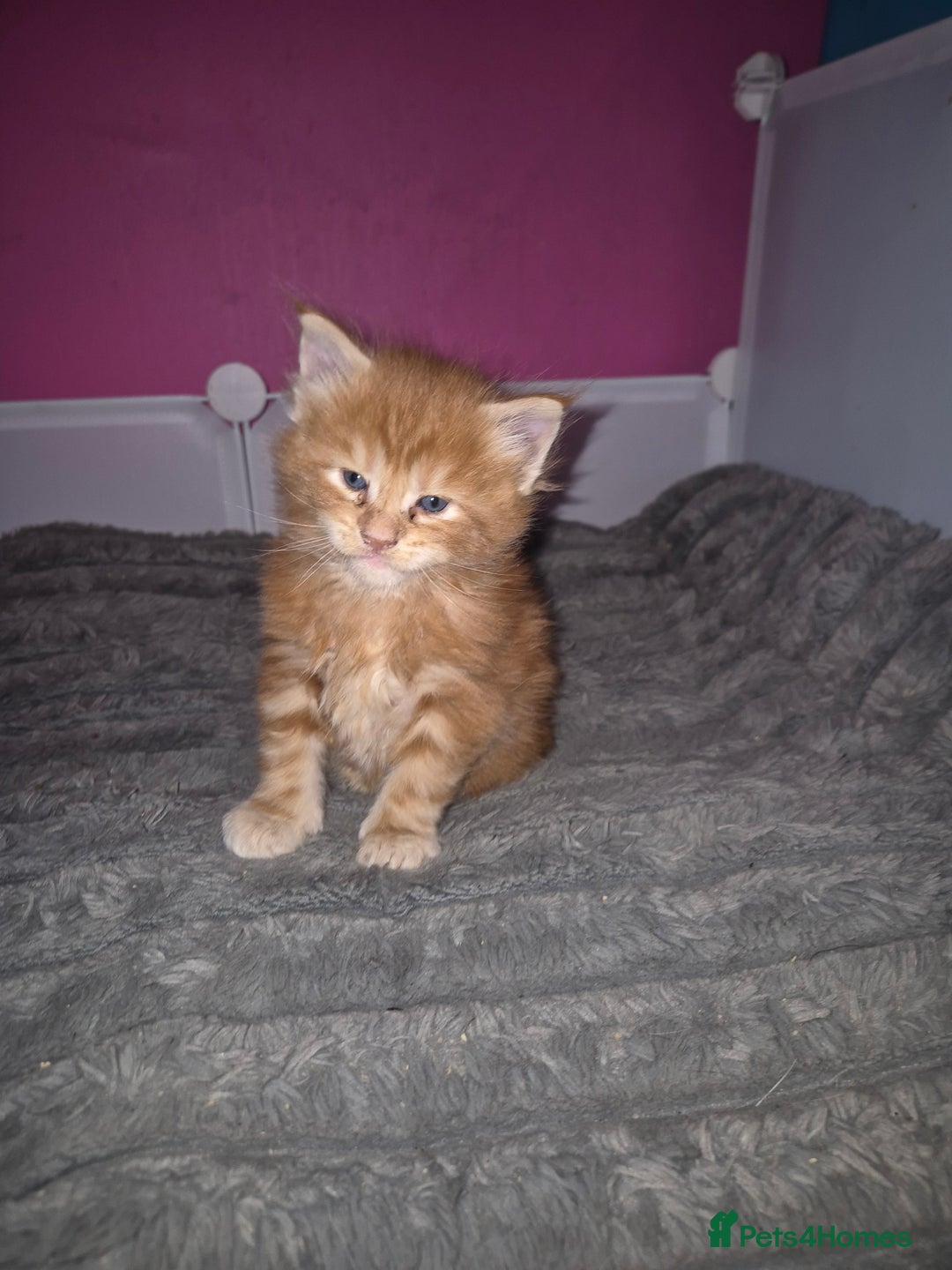 Maine Coon cats for sale: Russian /xxl maine coon - Advert 32