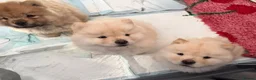 Chow Chow dogs for sale: Beautiful KC Registered Chow Chow Puppies  - Advert 14