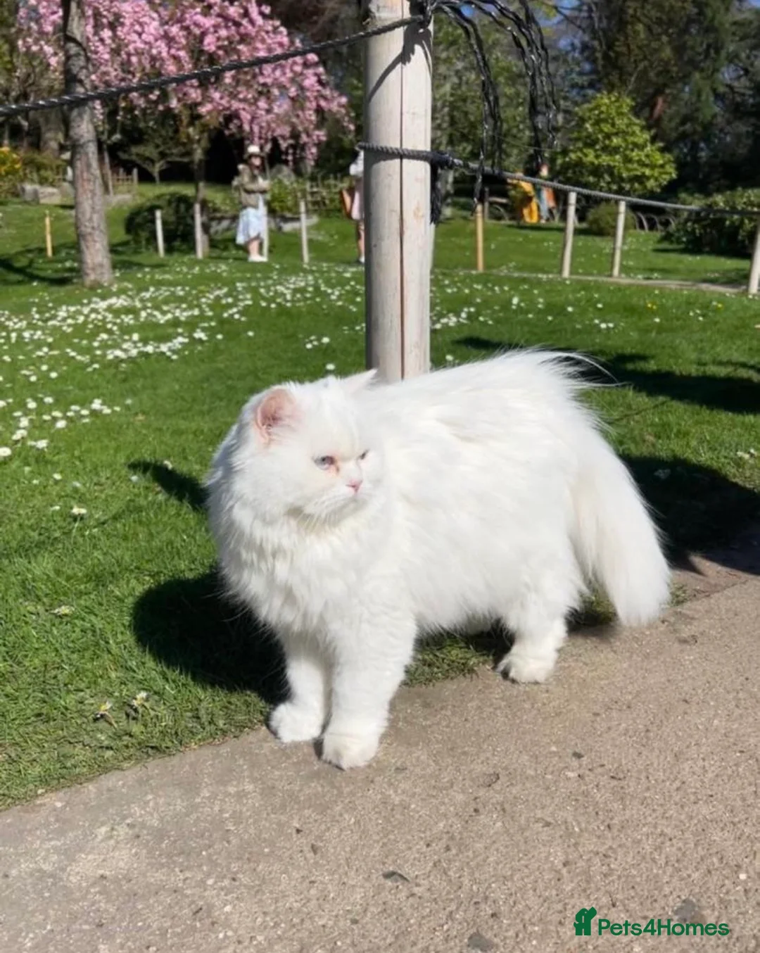 Persian cats for sale: Persian kittens for sale - blue eye beauty  - Advert 13