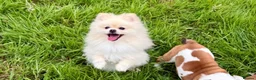 Pomeranian dogs for stud: 🐻  Teddy Bear Pomeranian for Stud 🐻 - Advert 3