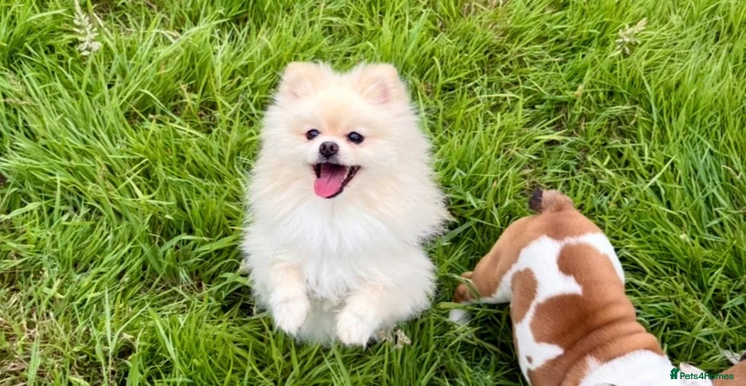 Pomeranian dogs for stud: 🐻  Teddy Bear Pomeranian for Stud 🐻 - Advert 3
