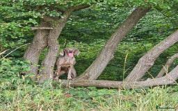 Weimaraner dogs for sale: Quality Weimaraner Puppies - Image 22