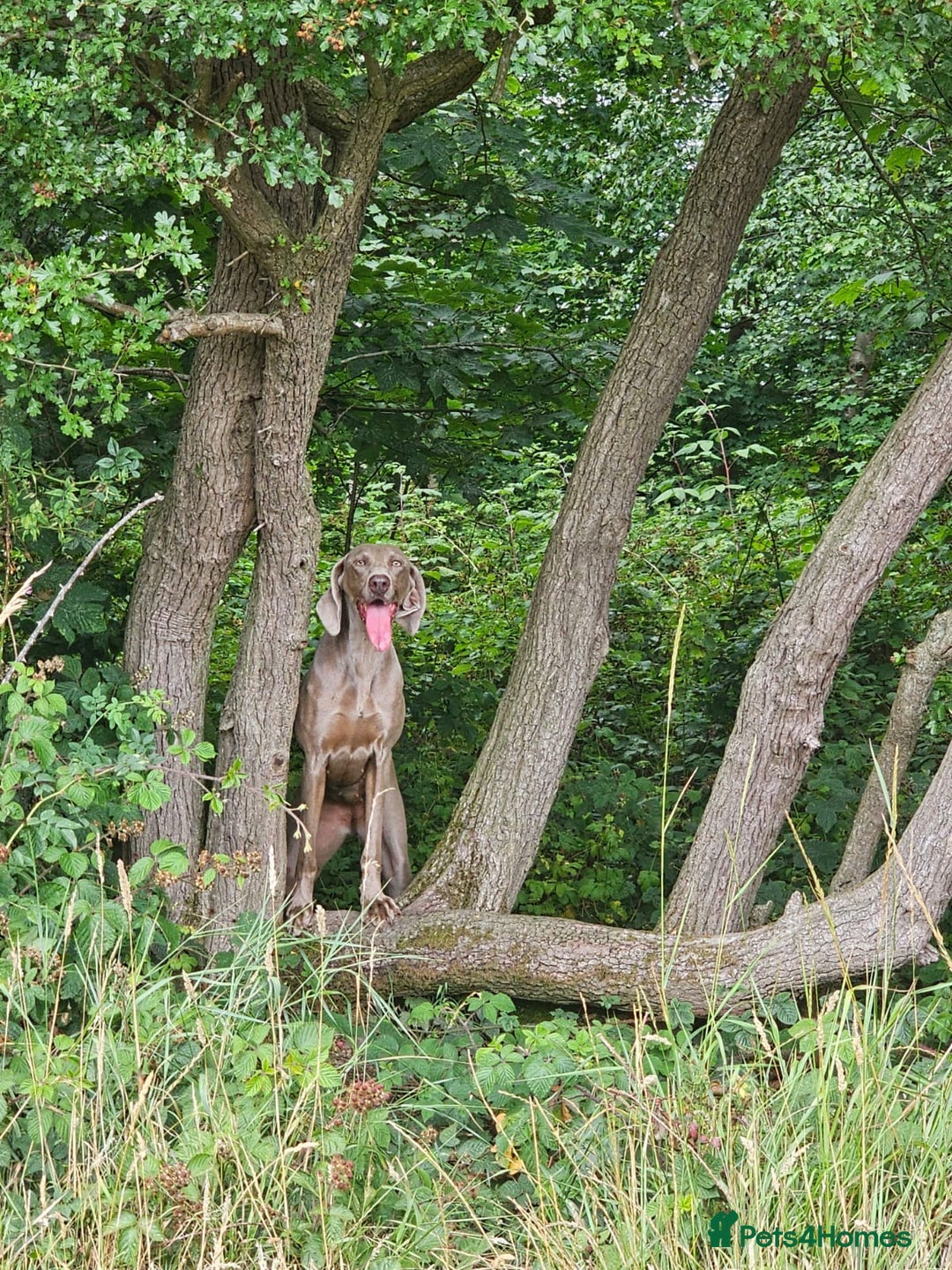Weimaraner dogs for sale: Quality Weimaraner Puppies - Image 22