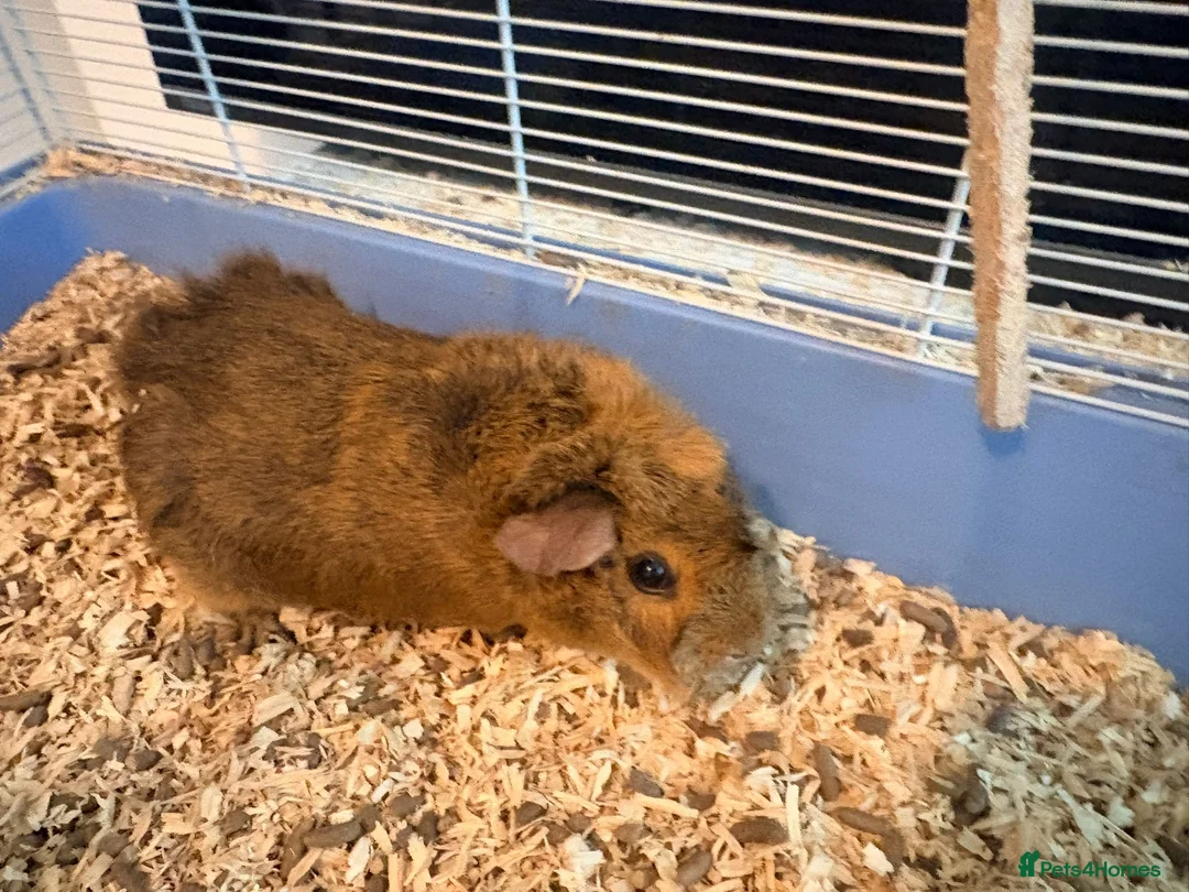 Guinea Pig rodents for sale: Pair of beautiful bonded guinea pigs  - Advert 2