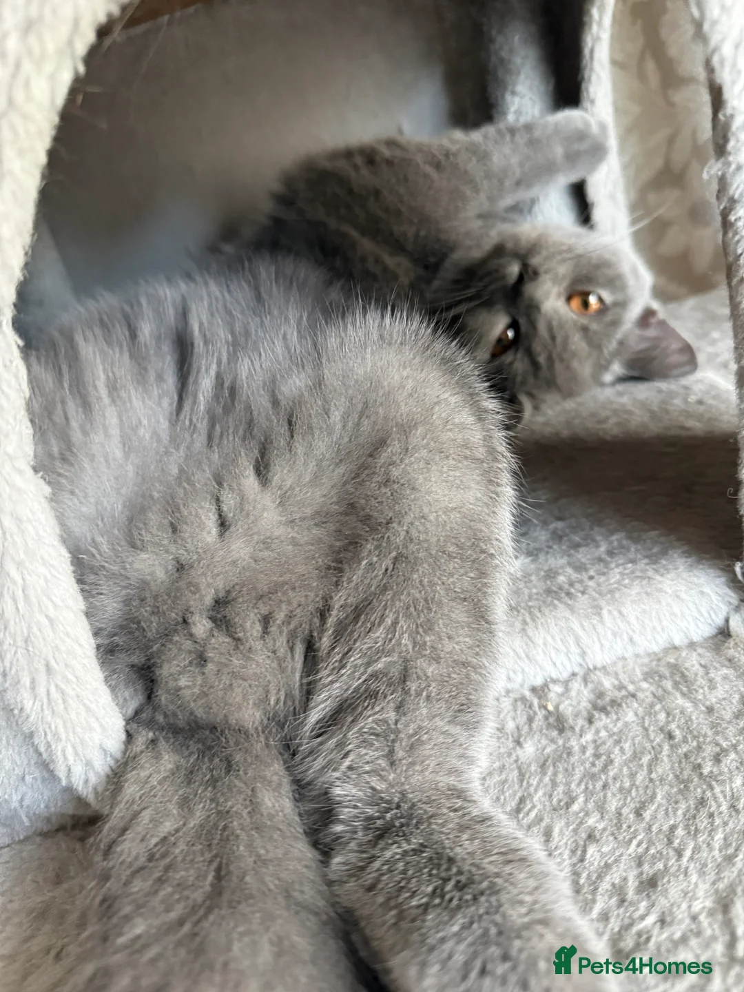 British Shorthair cats for sale: British short hair - Advert 4