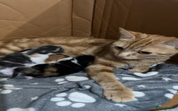 Mixed Breed cats for sale: 6 mixed breed kittens  - Image 6