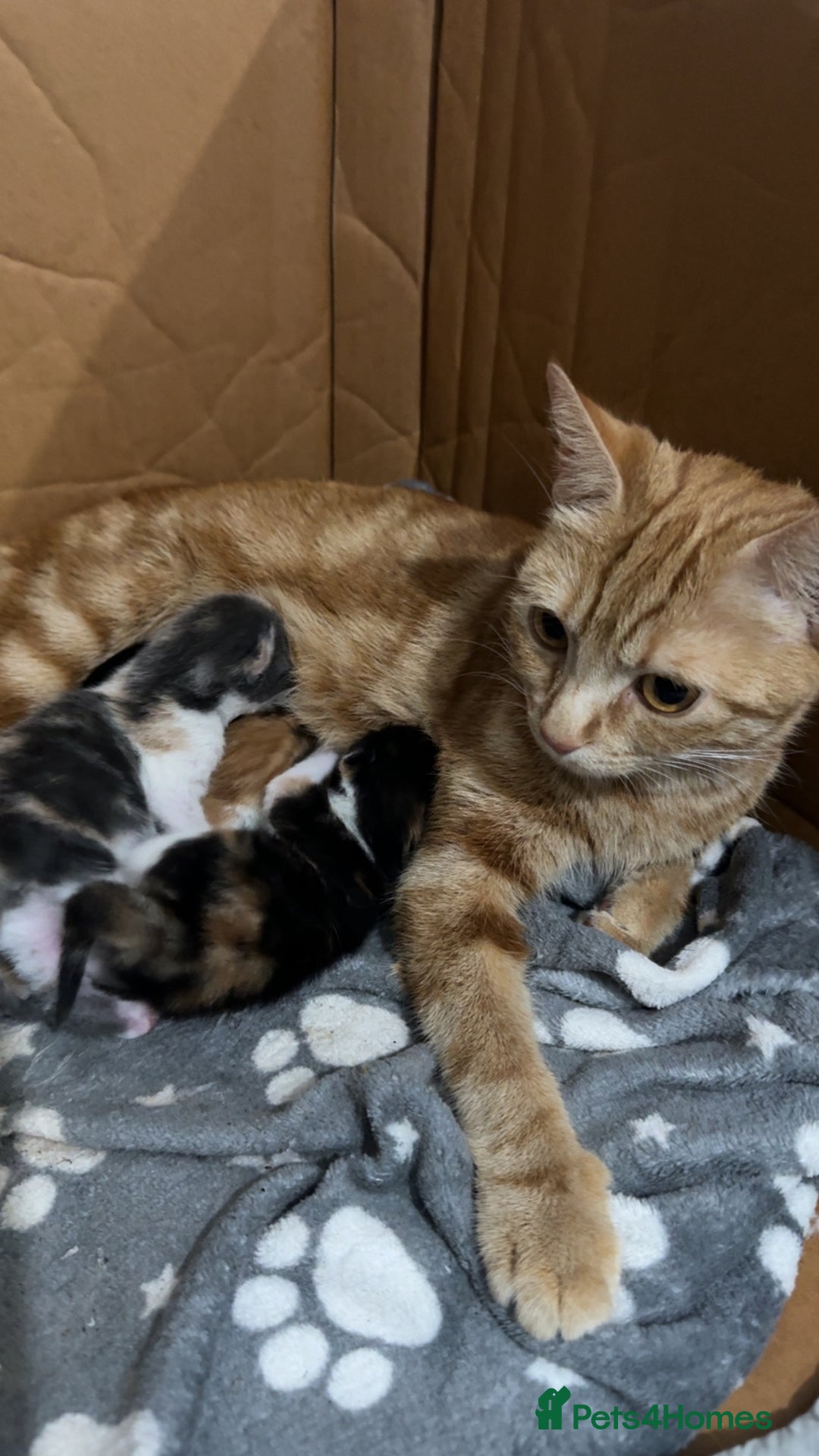 Mixed Breed cats for sale: 6 mixed breed kittens  - Image 6