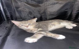 British Shorthair cats for sale: Silver grey tabby cats - Image 1