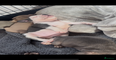 Mixed Breed dogs - Advert 14