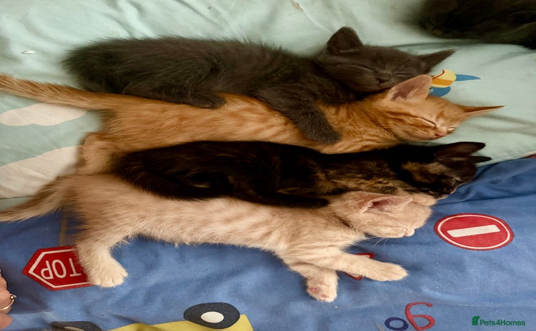 Mixed Breed cats - Advert 2