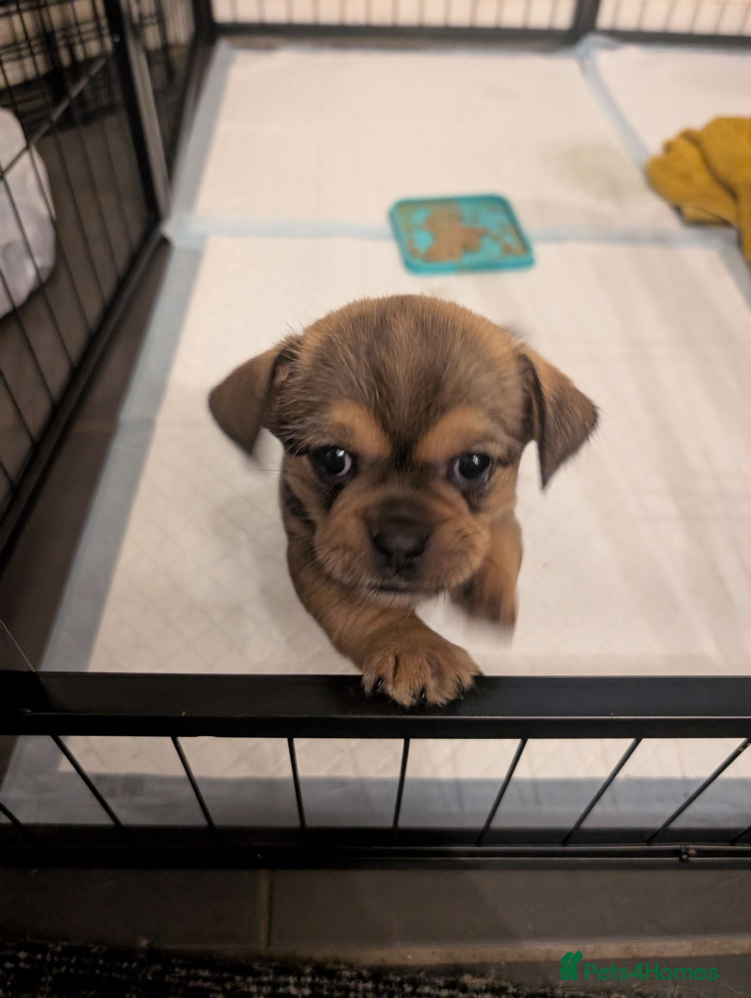 Mixed Breed dogs Shih Chi X chihuahua Frenchie - Advert 2
