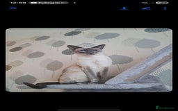 Siamese cats for sale: 3 x 2 y/o siamese males - Image 4
