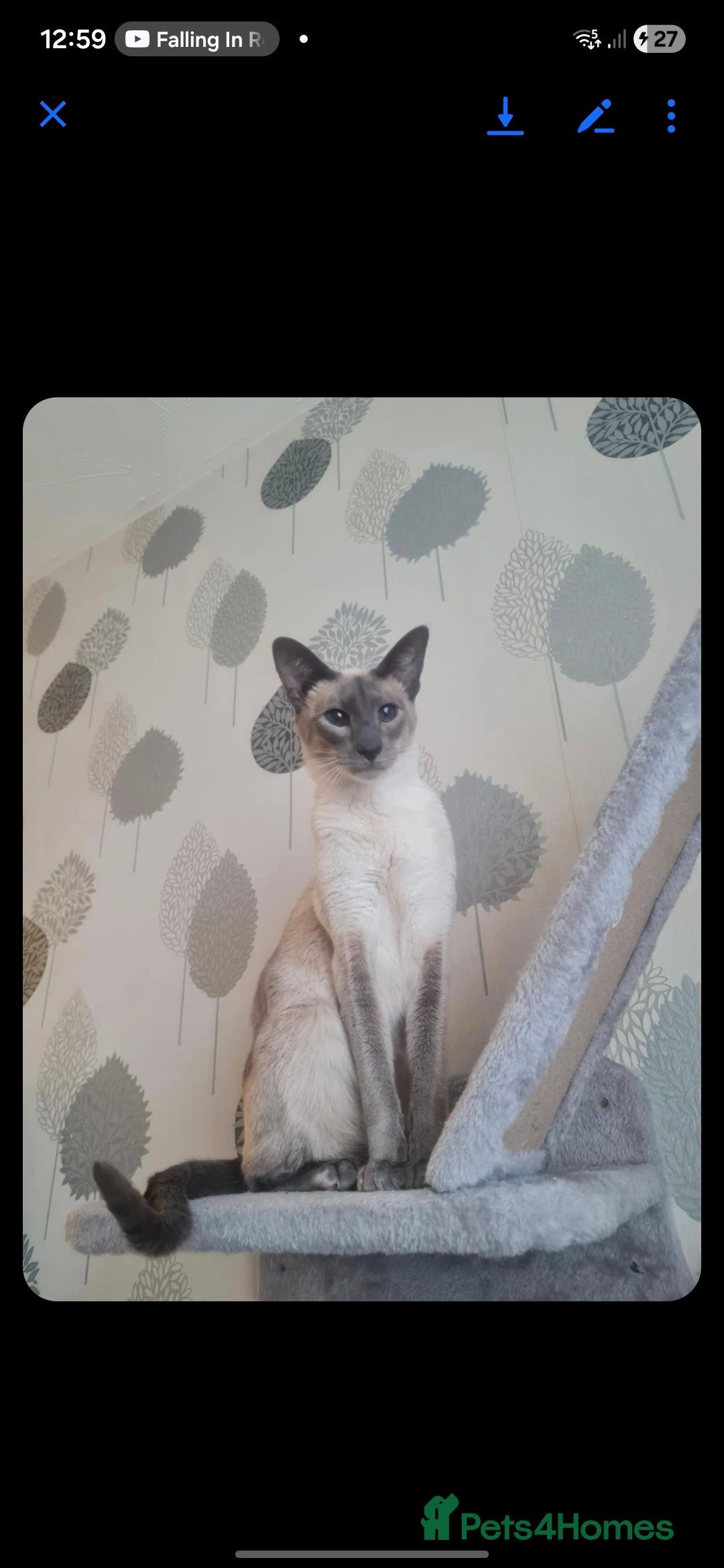 Siamese cats for sale: 3 x 2 y/o siamese males - Image 4