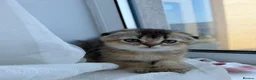 Scottish Fold cats for sale: 🐱✨ Beautiful Golden Scottish Fold Kitten - Advert 26