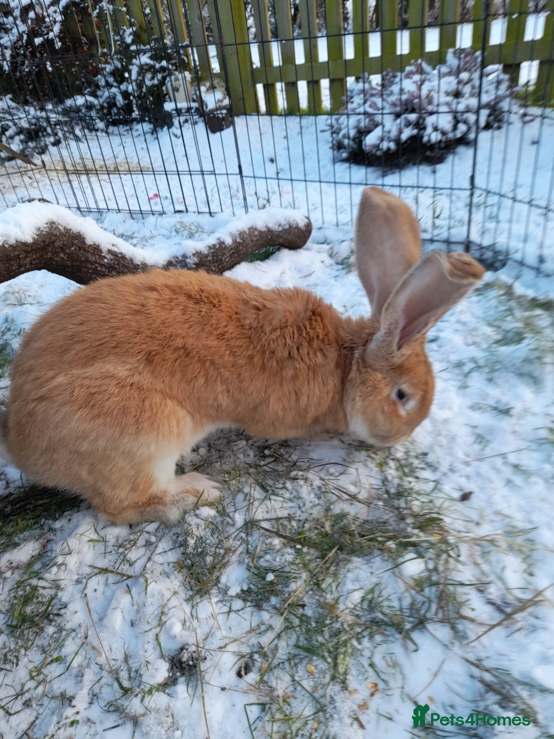 Continental Giant rabbits for sale: Beautiful Pure Continental Giant Babies - Advert 6