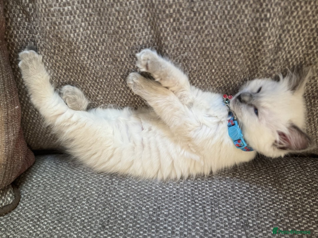 Ragdoll cats for sale: Adorable Ragdoll Kittens  - Image 10