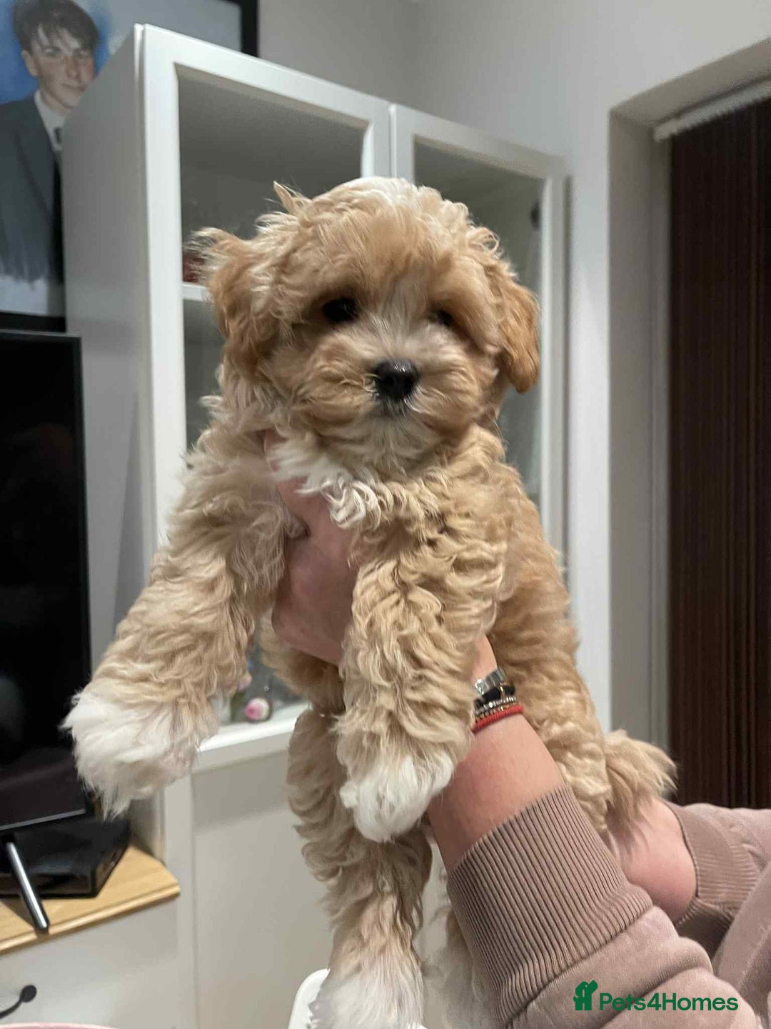Maltipoo dogs for sale: Maltipoo girl puppy for sale  - Advert 12
