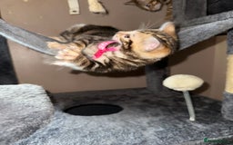 Bengal cats for sale: Snow Lynx, Marble & Brown Rosette Bengals - Image 13