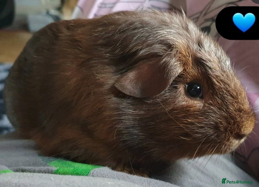 Guinea Pig rodents Beautiful guinea pigs - Advert 2