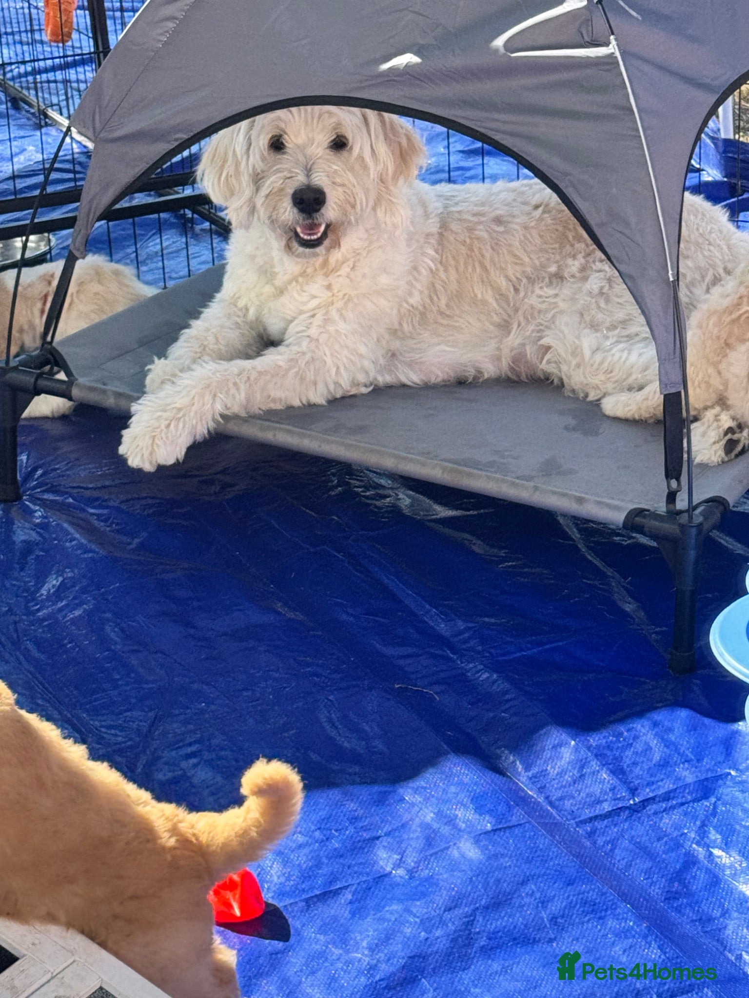 Goldendoodle dogs F1B Goldendoodles  - Advert 1