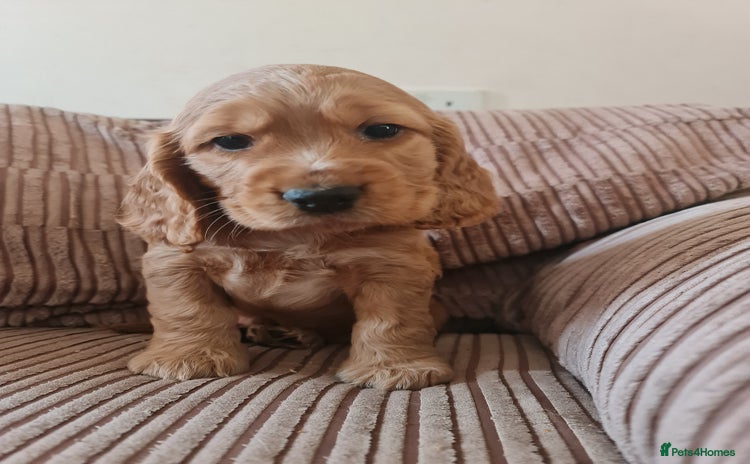 Cocker Spaniel dogs Golden Cocker Spaniel puppies  - Advert 4