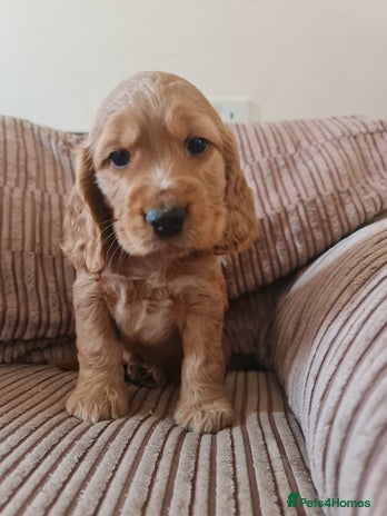 Cocker Spaniel dogs Golden Cocker Spaniel puppies - Advert 4