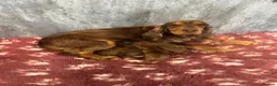 Cocker Spaniel dogs for sale: Health rested, KC reg show Cocker Spaniels in Ystrad Meurig - Advert 3