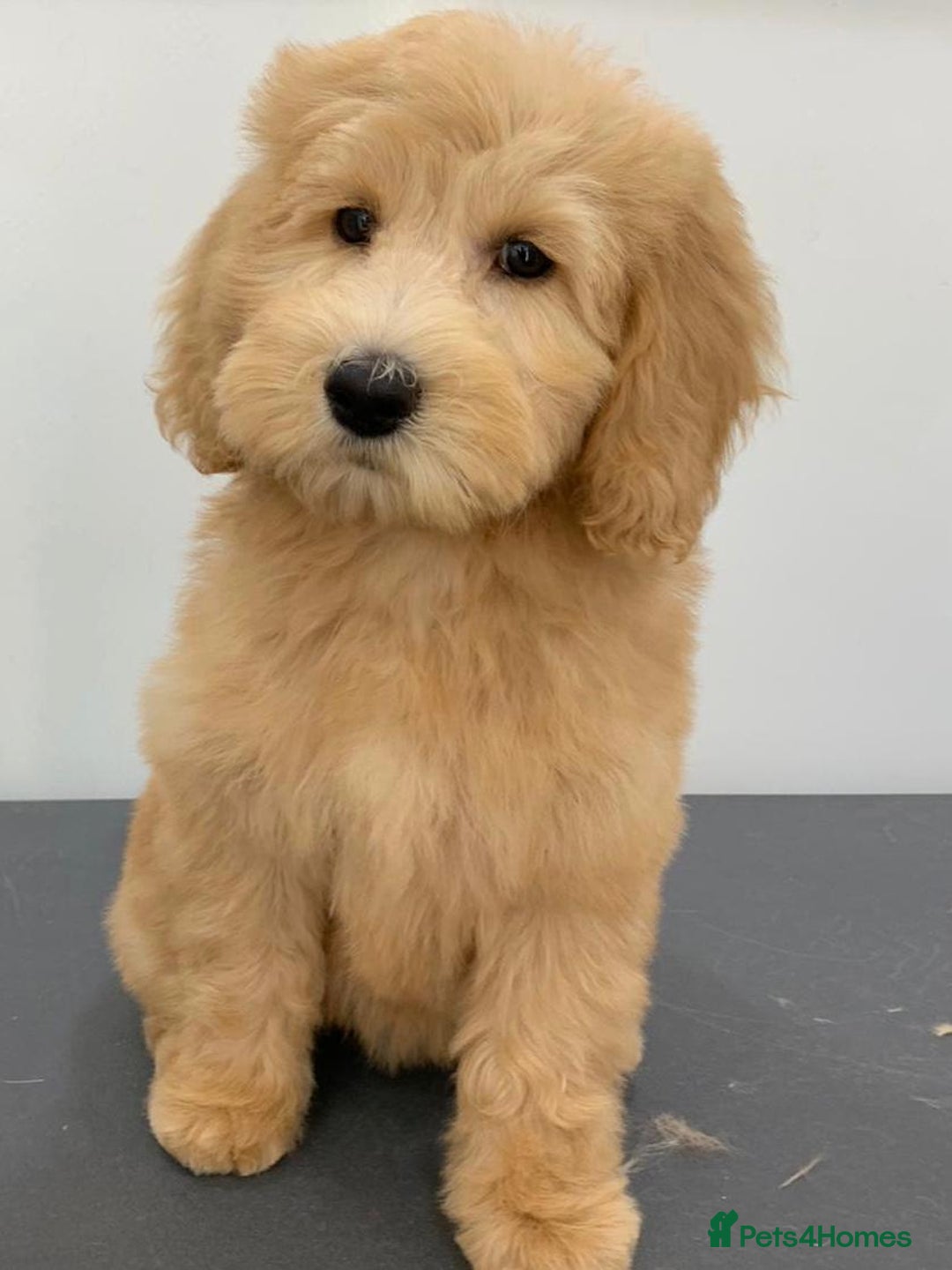Labradoodle dogs for sale: Multigenerational Miniature Labradoodles - Image 24