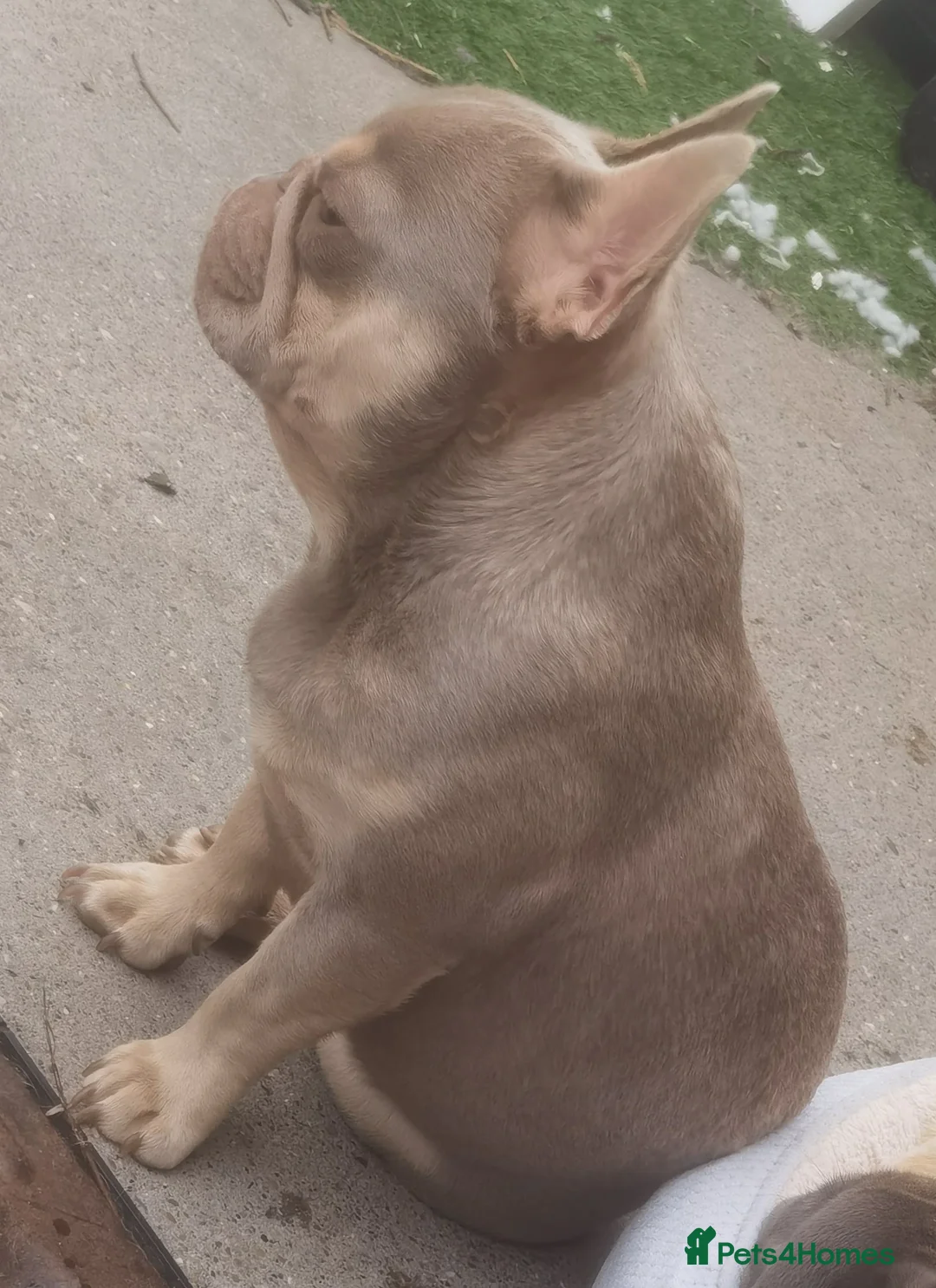 French Bulldog dogs for stud: Tiny 8kg Isabella and tan quad  - Advert 8