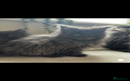 Maine Coon cats for sale: Beautiful Maine coon kittens - Image 27