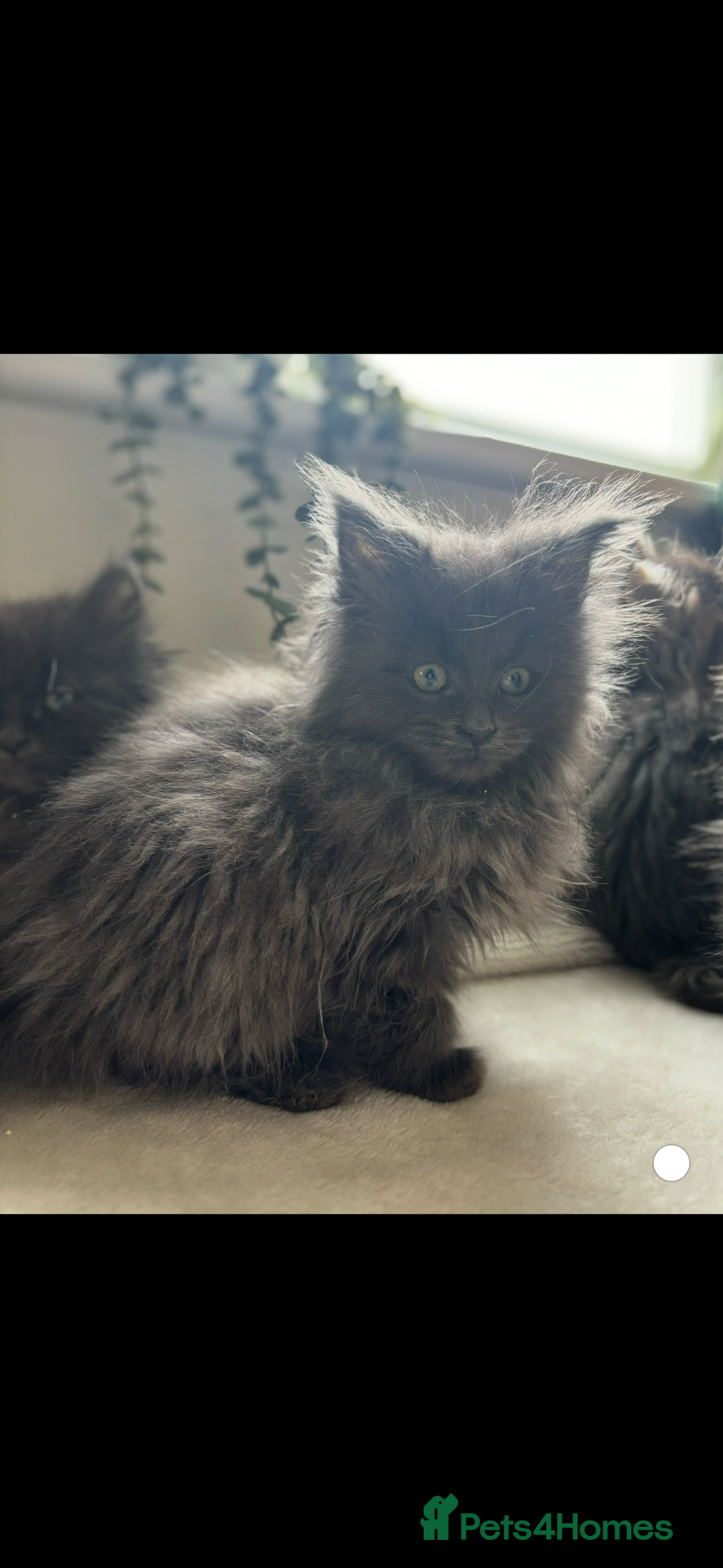 Maine Coon cats for sale: Beautiful Maine coon kittens - Image 27