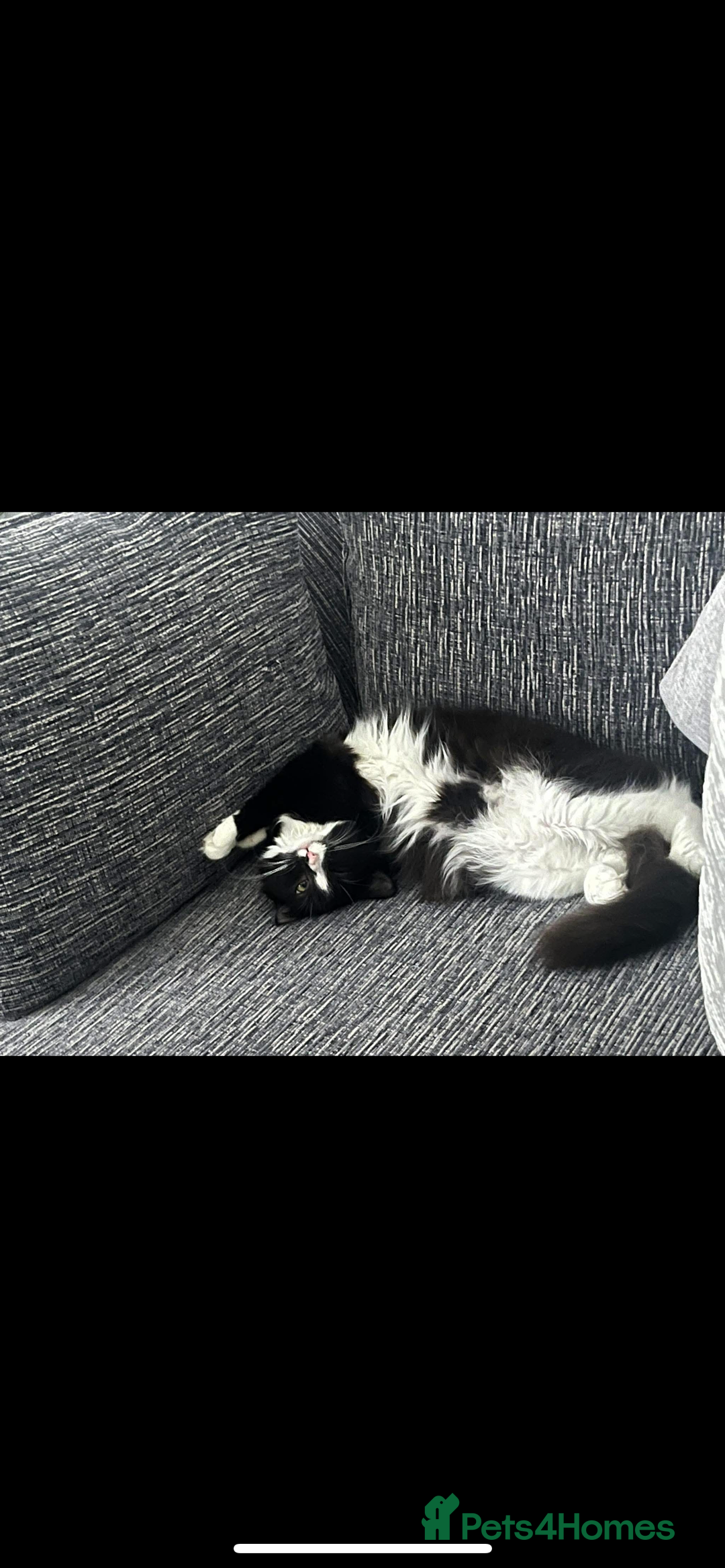 Mixed Breed cats for sale: One Female One male - Advert 2